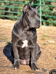 Breeding quality presa canario puppies with a 2 year health guarantee triple registered. Spanish Mastiff For Sale In Texas