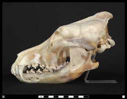 We did not find results for: A Century Later The Wild Wolf Returns