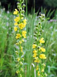 Image result for Agrimonia