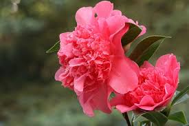 Kamelie Camellia Willi Laura Boscawen 16 04 2014 Camellia Flowers Plants