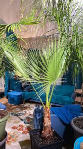 Image result for Washingtonia filifera