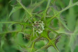 Image result for Lactuca lasiorhiza