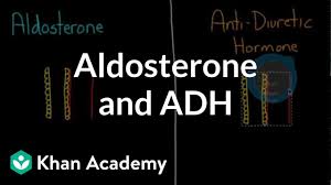 Image result for Aldosterone