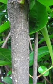 Image result for Ixora brachypoda