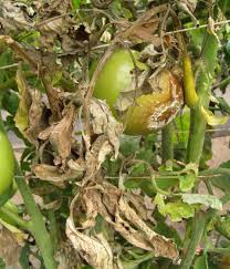 Pests (and diseases) are more likely to trouble your tomatoes and other plants when the plants are practice good environmental management. Late Blight Of Tomato And Potato Umn Extension