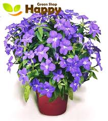 Image result for Browallia americana