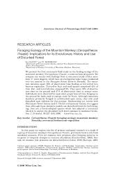 Image result for Cynorkis symoensii