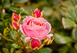 Immagini Stock - Rosa Rosa Con Boccioli Nella Sera D'autunno. Lo Sfondo è  Sfocato. Image 32104321.