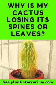 Replanting a cactus armshow all. Why Is A Cactus Losing Its Spines Or Leaves Discover Main Reasons Cactus Cactus Care Leaves