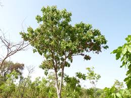 Image result for Isoberlinia tomentosa