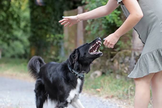 Minneapolis Dog Bite Lawyers | Nicolet Law