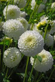 They also pitch in with a splash of color in flower color: Pin On A Dalliance With Dahlias