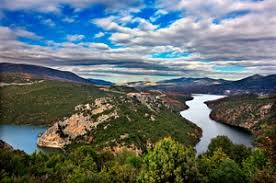 Image result for Grevea