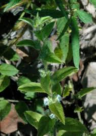 Image result for Seddera suffruticosa