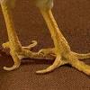 More images for how to clean chicken feet » 1