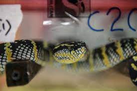 Exotic pets studio offer both local captive bred, imported captive bred, captive hatched animals and animals from our own exotic pets studio. Malaysia Seizes Over 600 Protected Animals