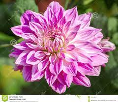 Beautiful Pink Chrysanthemum Flower Chrysanthemum Flower Chrysanthemum Flowers