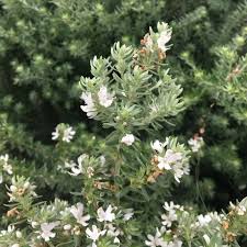 Walmart.com has been visited by 1m+ users in the past month Small To Medium Shrubs Hedging Amazon Plant Growers