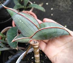 I use an ash scoop like this for mixing soil. Ehrenbergii Banana Planting Succulents Plant Leaves Plants