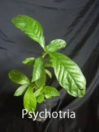 Image result for Psychotria auxopoda
