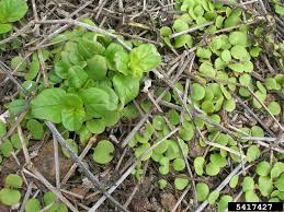 Image result for Boerhavia repens