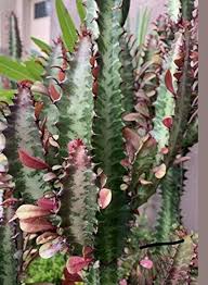 Image result for Euphorbia richardsiae