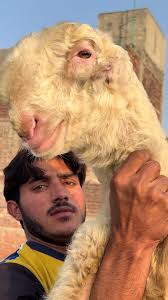 Vvvvip Kakka: Sharing Blessings and Riches