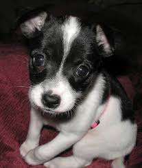 Toy Fox Terrier Top Dog Breeds Toy Fox Terriers Fox Terrier Puppy Miniature Fox Terrier