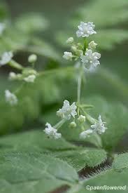 Image result for Alvesia cylindricalyx