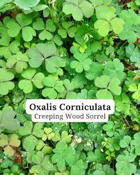 Image result for Oxalis corniculata