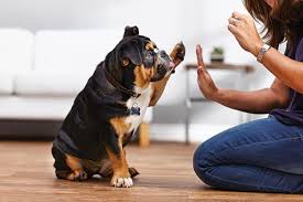 Many puppies urinate when they greet their owners; Dog Behavior Training 12 Bad Habits To Change Petco