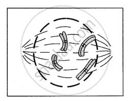We did not find results for: Given Below Is A Diagram Representing A Stage During Mitotic Cell Division Study It Carefully And Answer The Questions That Follow Biology Shaalaa Com
