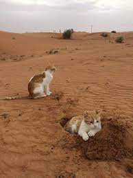 日本人妻遠嫁阿拉伯的 沙漠逗貓記 整個沙漠都是我的遛貓場 cats and kittens crazy cats orange tabby cats