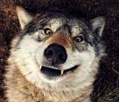If Goofy Was A Wolf Funny Wolf Wolf Dog Wolf Pictures