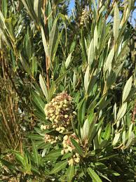 Image result for Searsia rogersii