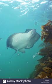 The poisonous spine on the tail can cause a painful wound, but this is eased by applying heat, which destroys the poison. New Zealand Eagle Ray Myliobatis Tenuicaudatus Vita Aquatica