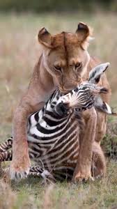 در کمین زندگی  رازهای بقا از دیدگاه شکارچی و شکار