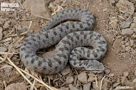 Image result for Subularia monticola