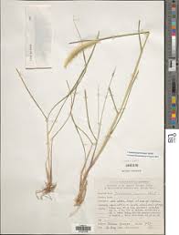 Image result for Cenchrus geniculatus