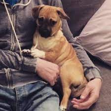 Jug Dog The Official Website Of The Jug Dog Breed And Much More