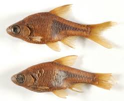 Image result for Heteromorpha