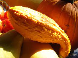 Check spelling or type a new query. Crookneck Squash Wikipedia