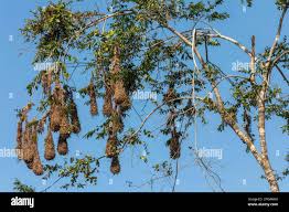 Image result for Nidorella pinnata