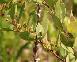 Image result for Rawsonia lucida