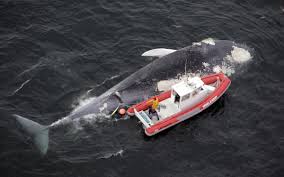 Find the whale puzzle answer. The High Tech Tools That Could Save Blue Whales From Ship Oceans Deeply