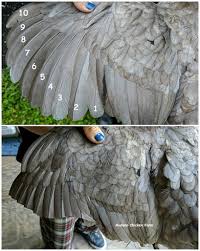 There are only two ways to keep your chickens inside an enclosed area; How To Trimming A Chickens Wing Feathers Super Easy Murano Chicken Farm