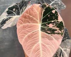 Image result for Schlechterina