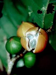 Image result for Margaritaria