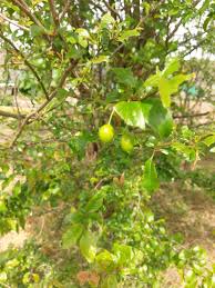 Identifying trees that commonly grow in colorado and the rocky mountain region. Can Anyone Identify This Fruit Tree Bbc Gardeners World Magazine