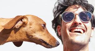 Dog Training Tips for Apartment Dwellers from Toggle